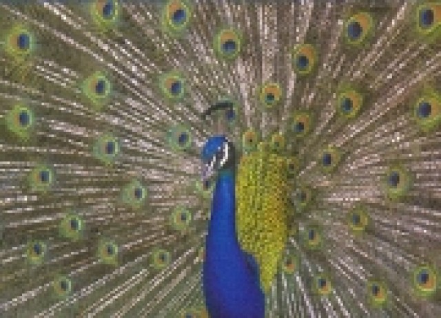pfau_i.jpg