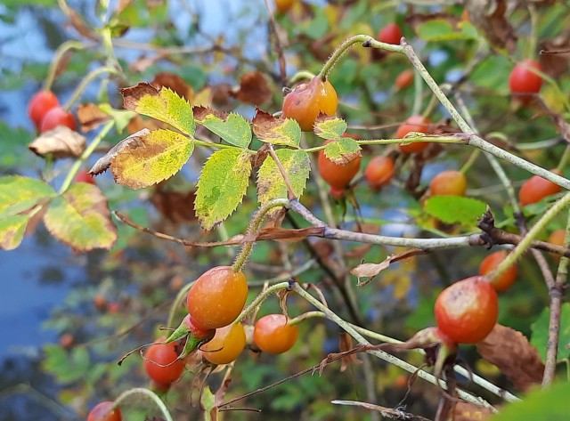 ABGESAGT - Fit in den Herbst – Mit Wildfrüchten, Honig und Essig