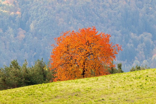 Verwurzelt. Natur-Resilienz-Training - ABGESAGT