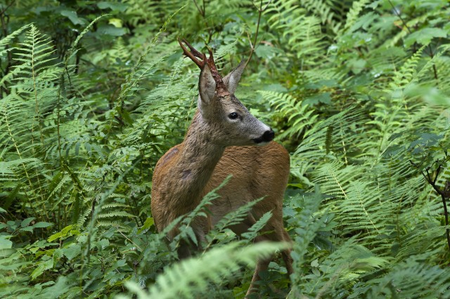 Der Wald und das Rehwild in Tirol