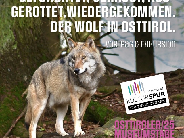 Gefürchtet, gehasst, ausgerottet und wiedergekommen. Der Wolf in Osttirol.