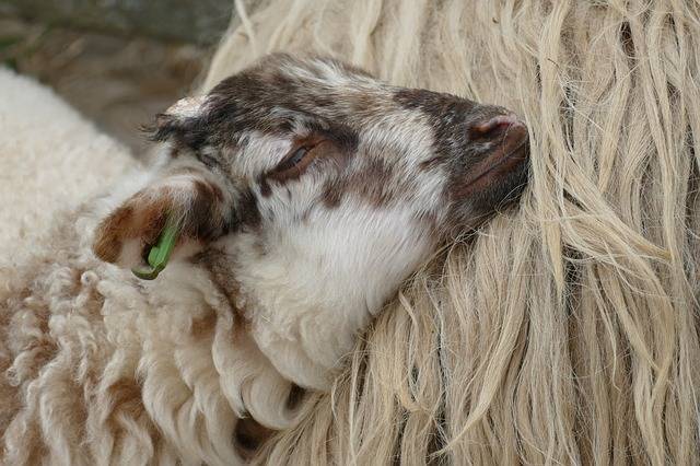 03. Mai 2020 - 4. Sonntag in der Osterzeit