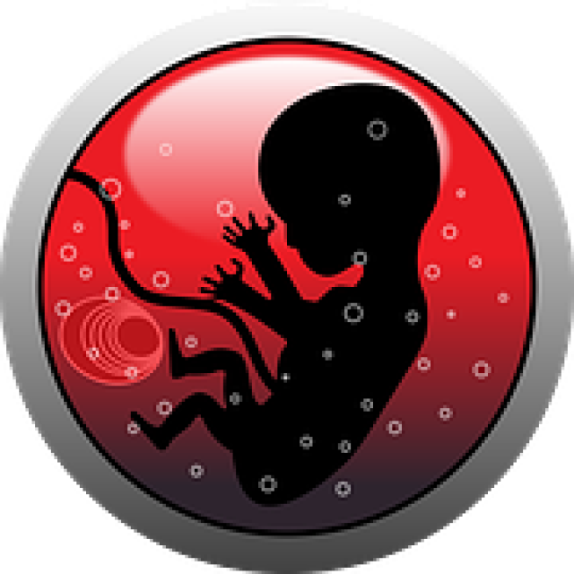 Zu sehen ist ein Embryo