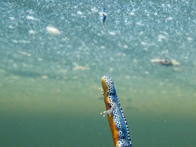 Wie uns Moore helfen (BA0200264)