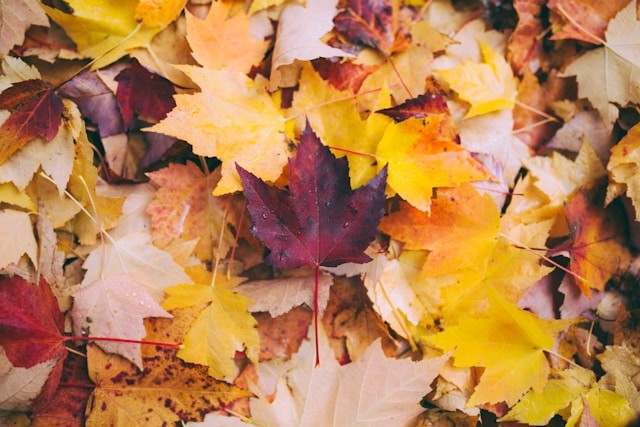 Herbstfrauentag - Die Heilkraft des Atems erleben