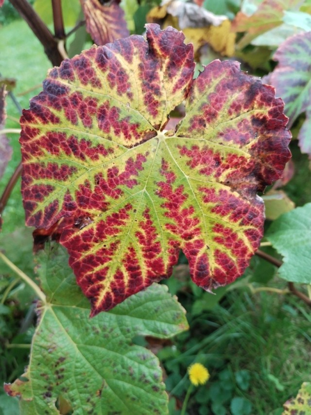 Herbstzeit – Zeit zum Staunen und Danken