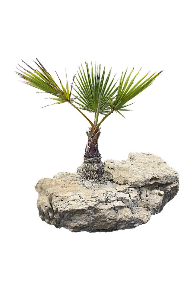 Vater unser des Waldes