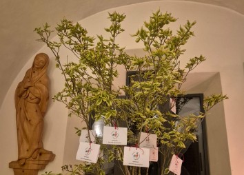 Baum Hippach 02